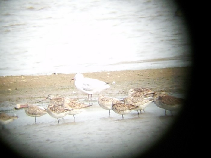 Slender-Billed Gull