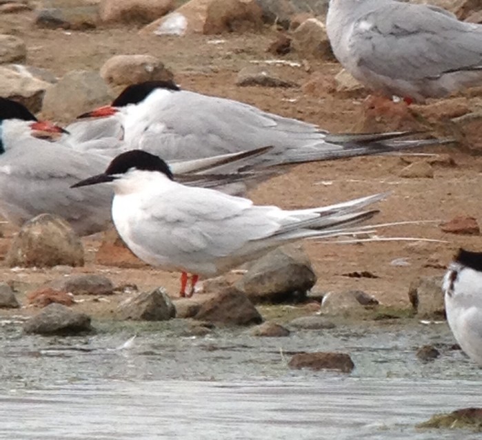 Roseate Tern