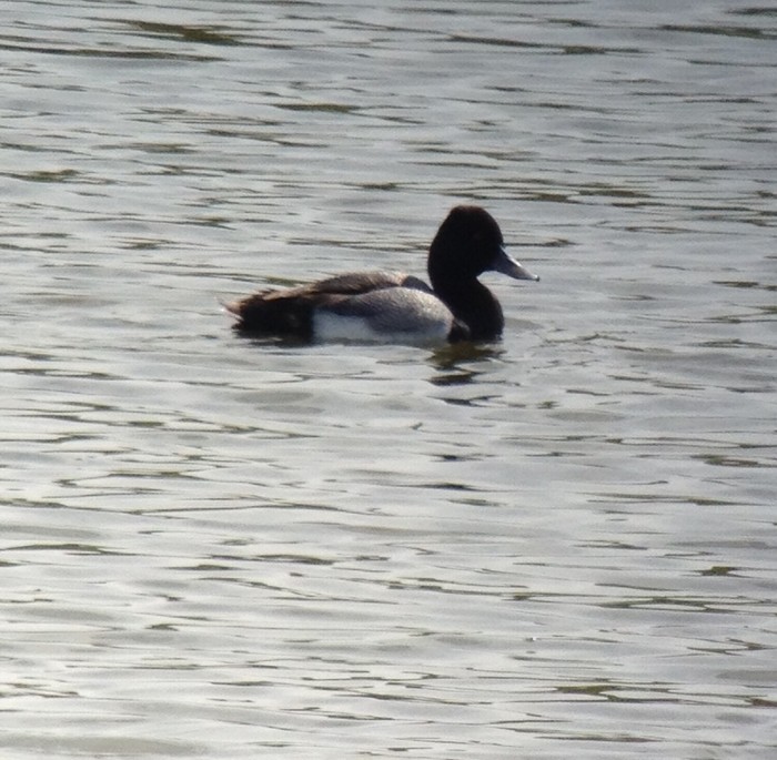 Lesser Scaup