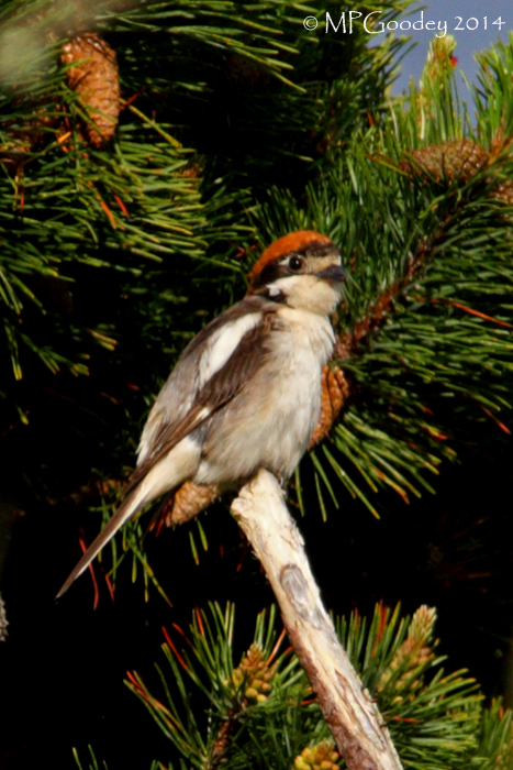 Woodchat Shrike