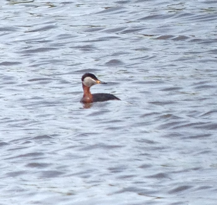 Red-necked Grebe