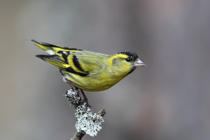Siskin