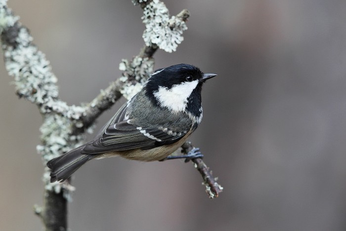 Coal Tit