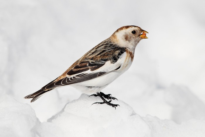 Snow Bunting