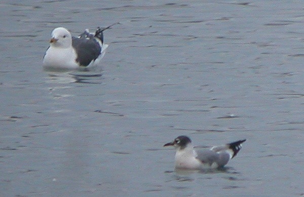 Franklin's Gull