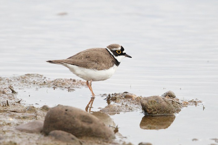 Little Ringed Plover