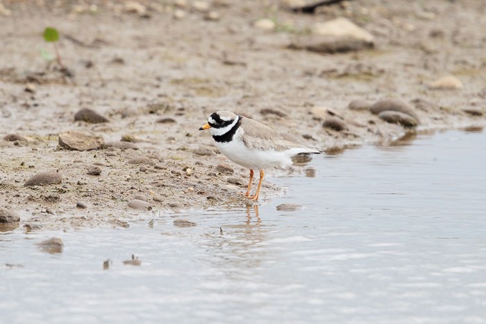 Ringed Plover