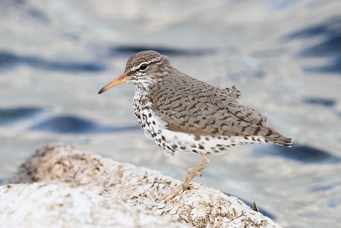 Spotted Sandpiper