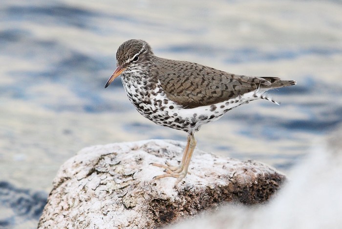 Spotted Sandpiper