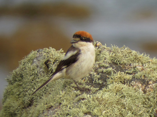 Woodchat Shrike
