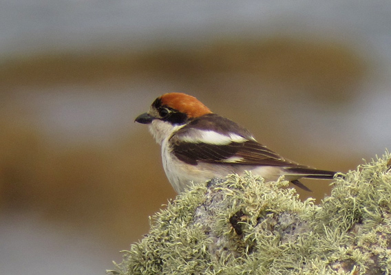 Woodchat Shrike