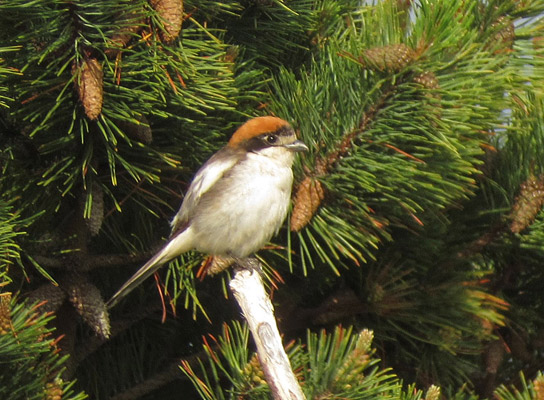 Woodchat Shrike