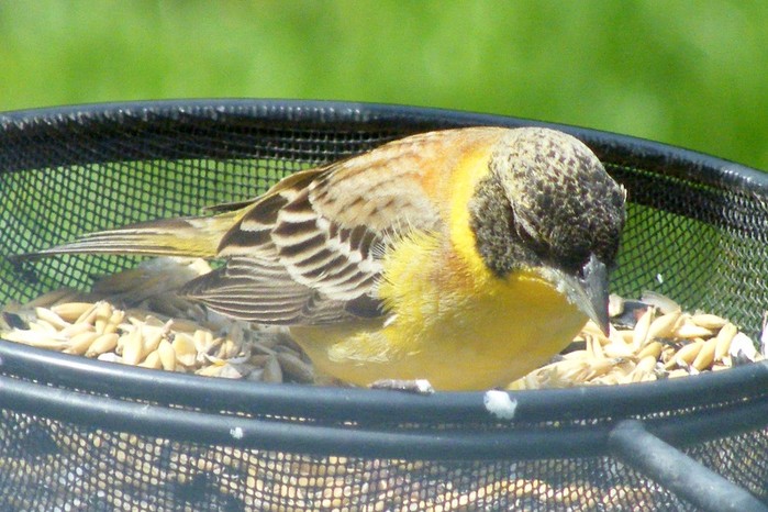 Black-headed Bunting