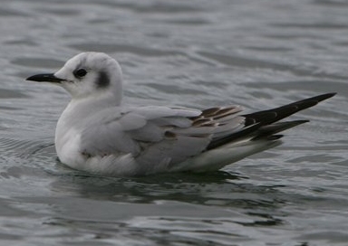Bonaparte's Gull