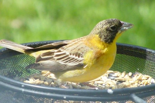 Black-headed Bunting