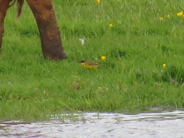 Grey-headed Wagtail
