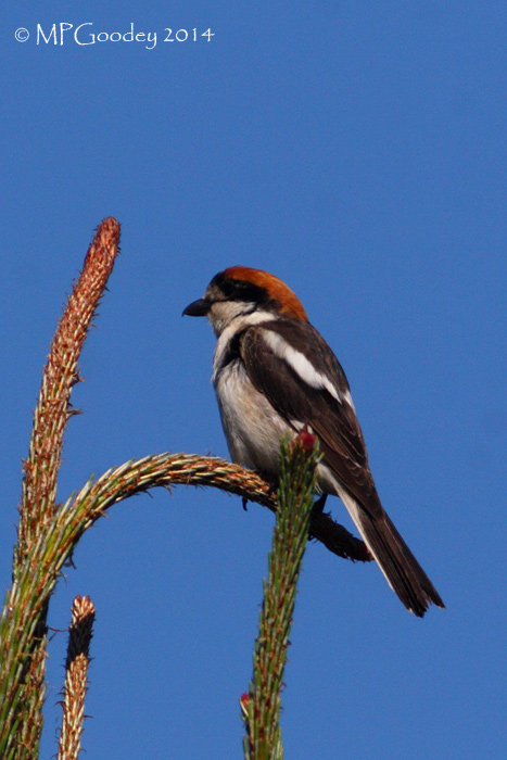 Woodchat Shrike