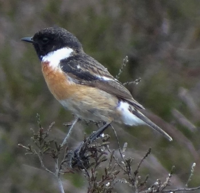 Stonechat