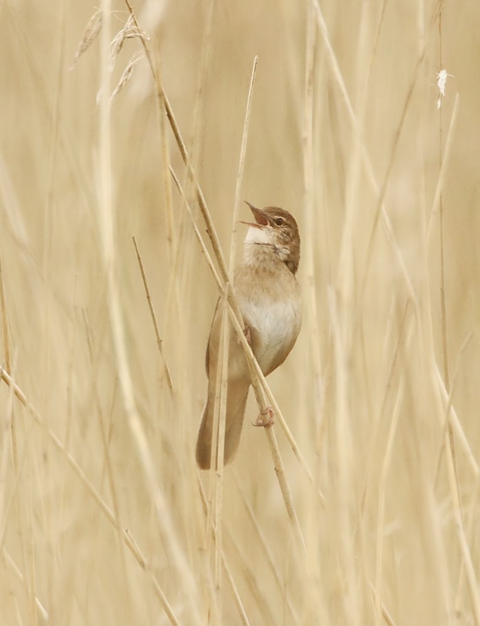 Savi's Warbler
