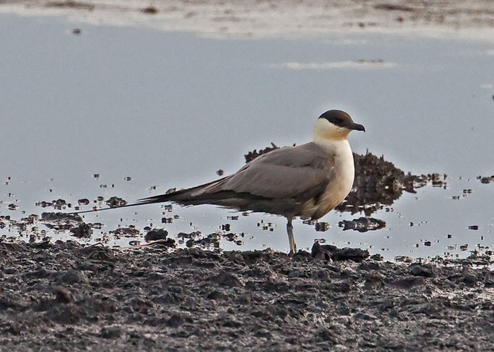 Long-tailed Skua