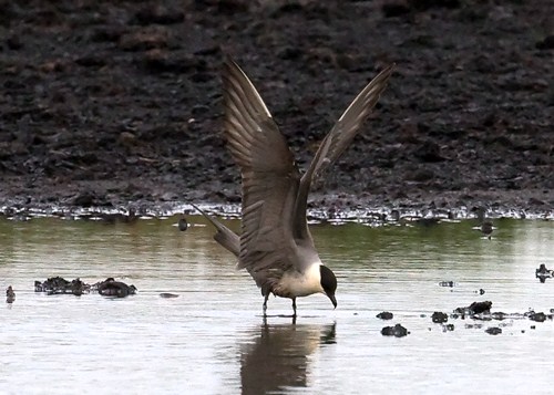 Long-tailed Skua