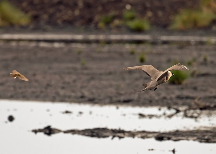 Long-tailed Skua