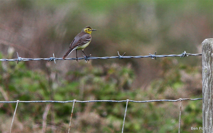Citrine Wagtail