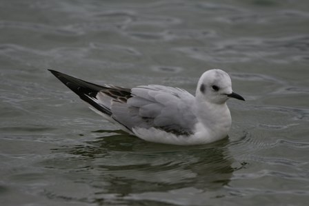 Bonaparte's Gull