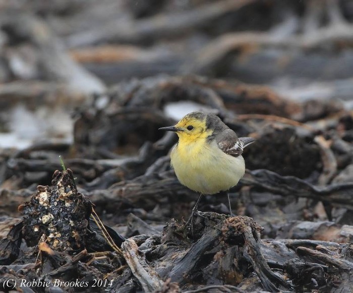 Citrine Wagtail