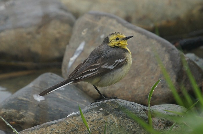 Citrine Wagtail