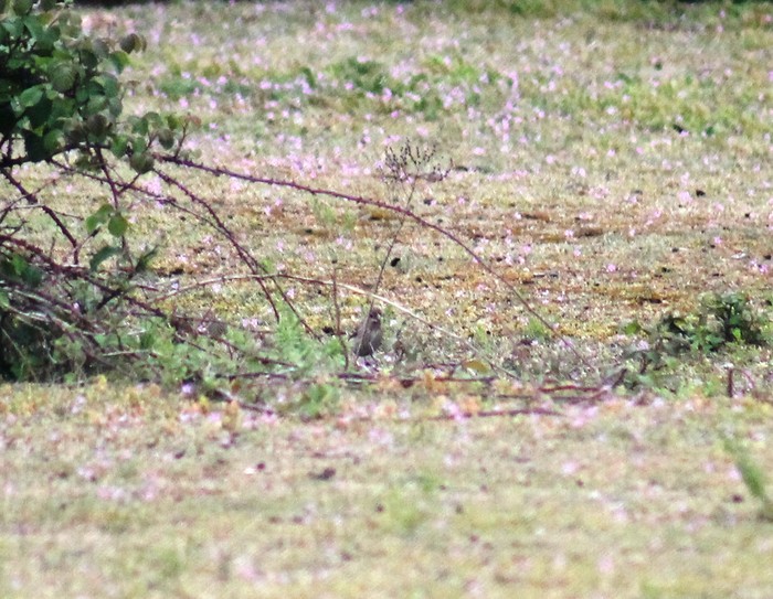 Common Rosefinch