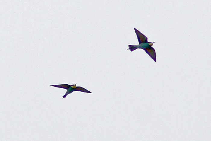 Bee-eater
