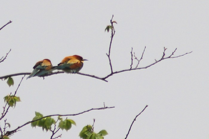Bee-eater