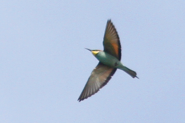 Bee-eater