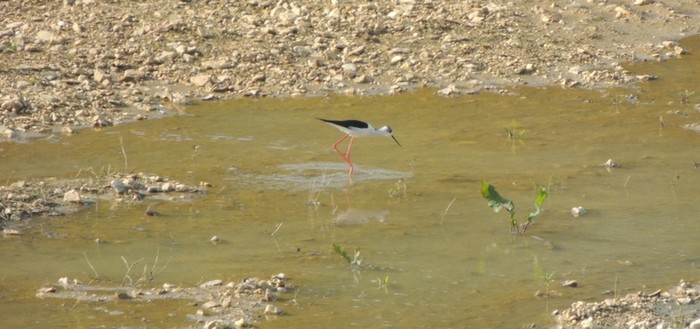 Black-winged Stilt