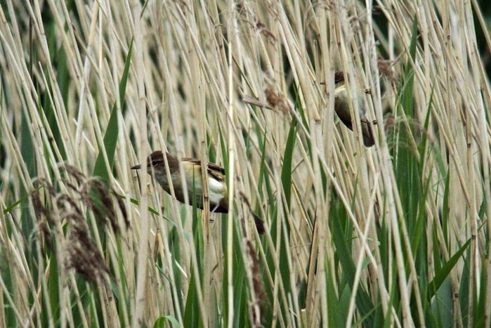 Great Reed Warbler