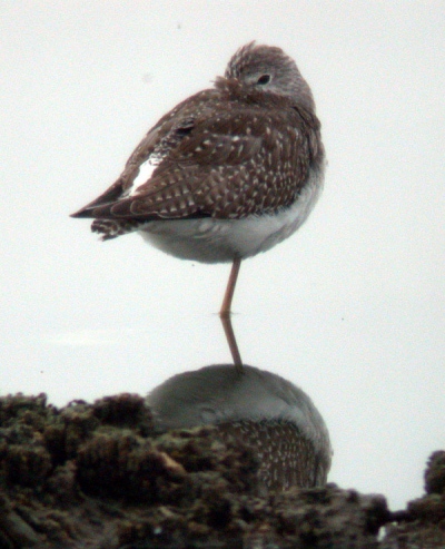 Lesser Yellowlegs