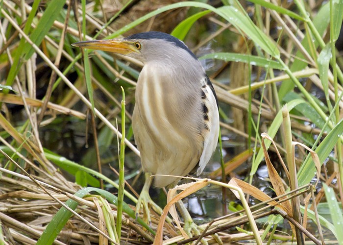 Little Bittern