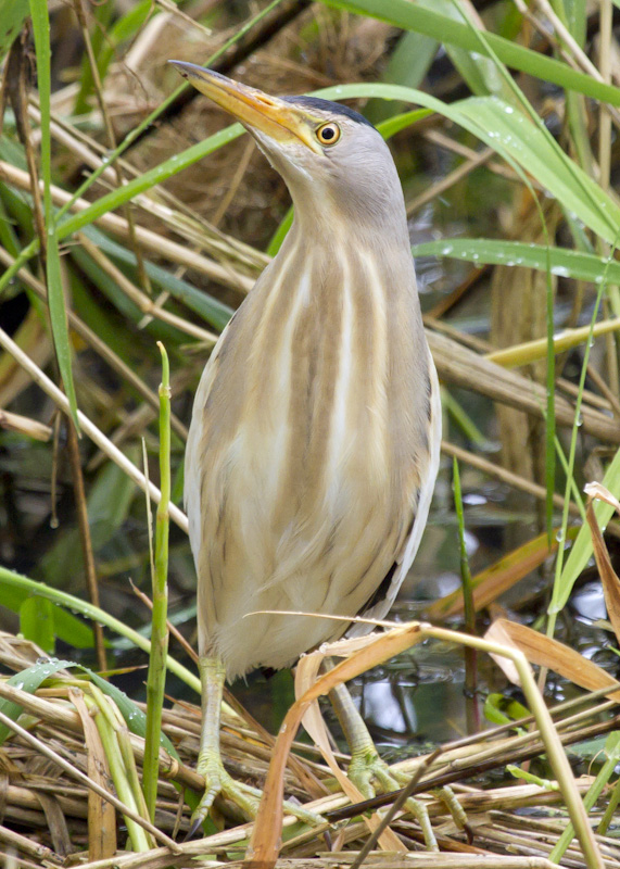 Little Bittern