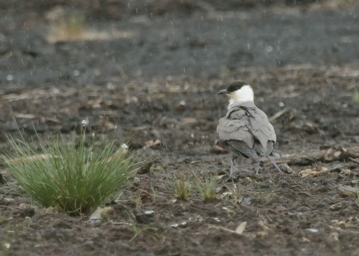 Long-tailed Skua