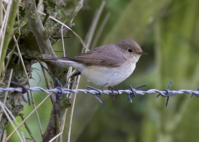 Red-breasted Flycatcher