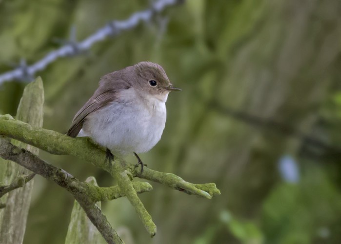 Red-breasted Flycatcher