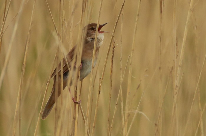 Savi's Warbler