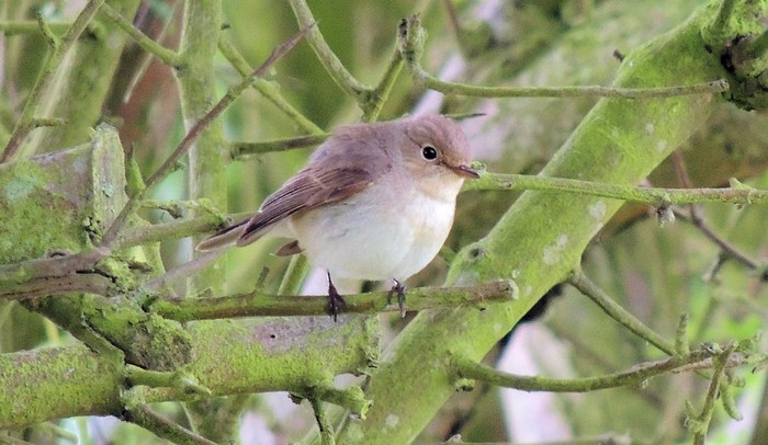 Red-breasted Flycatcher