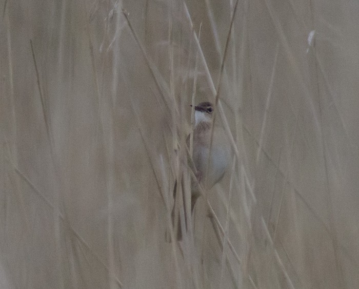 Savi's Warbler