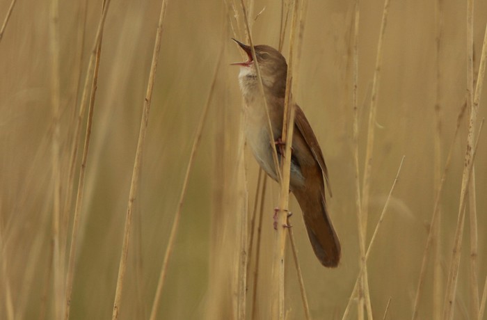Savi's Warbler