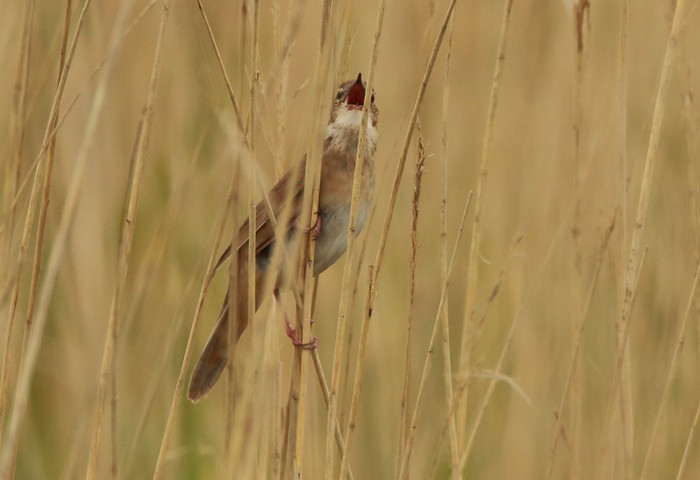 Savi's Warbler