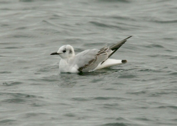 Bonaparte's Gull