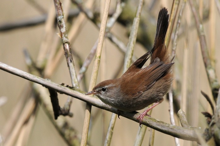 Cetti's Warbler