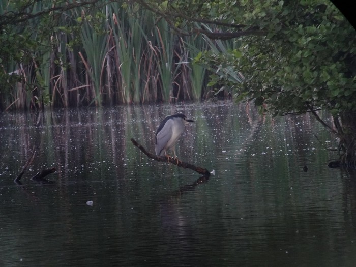 Night Heron